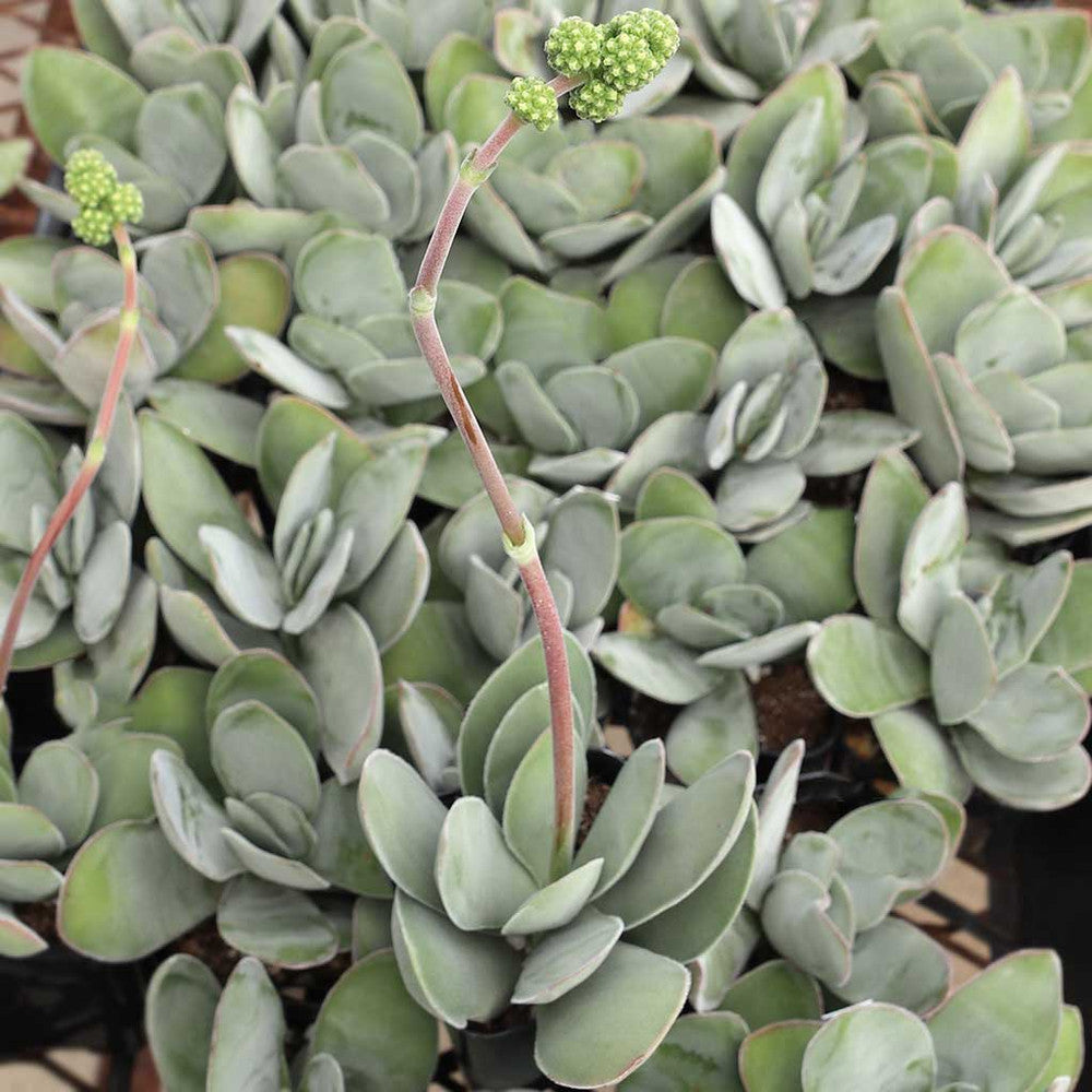 Crassula cotyledonis