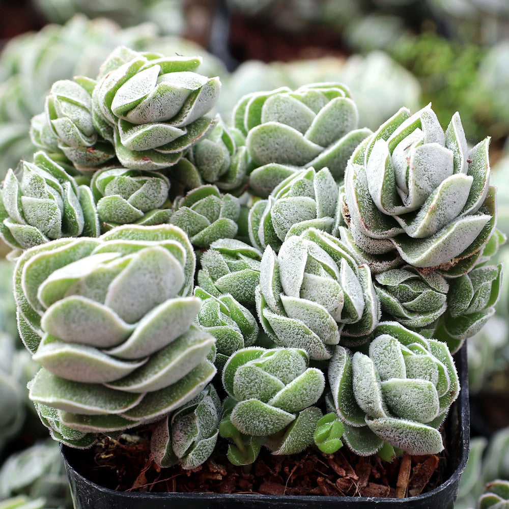 Crassula 'Ivory Pagoda'