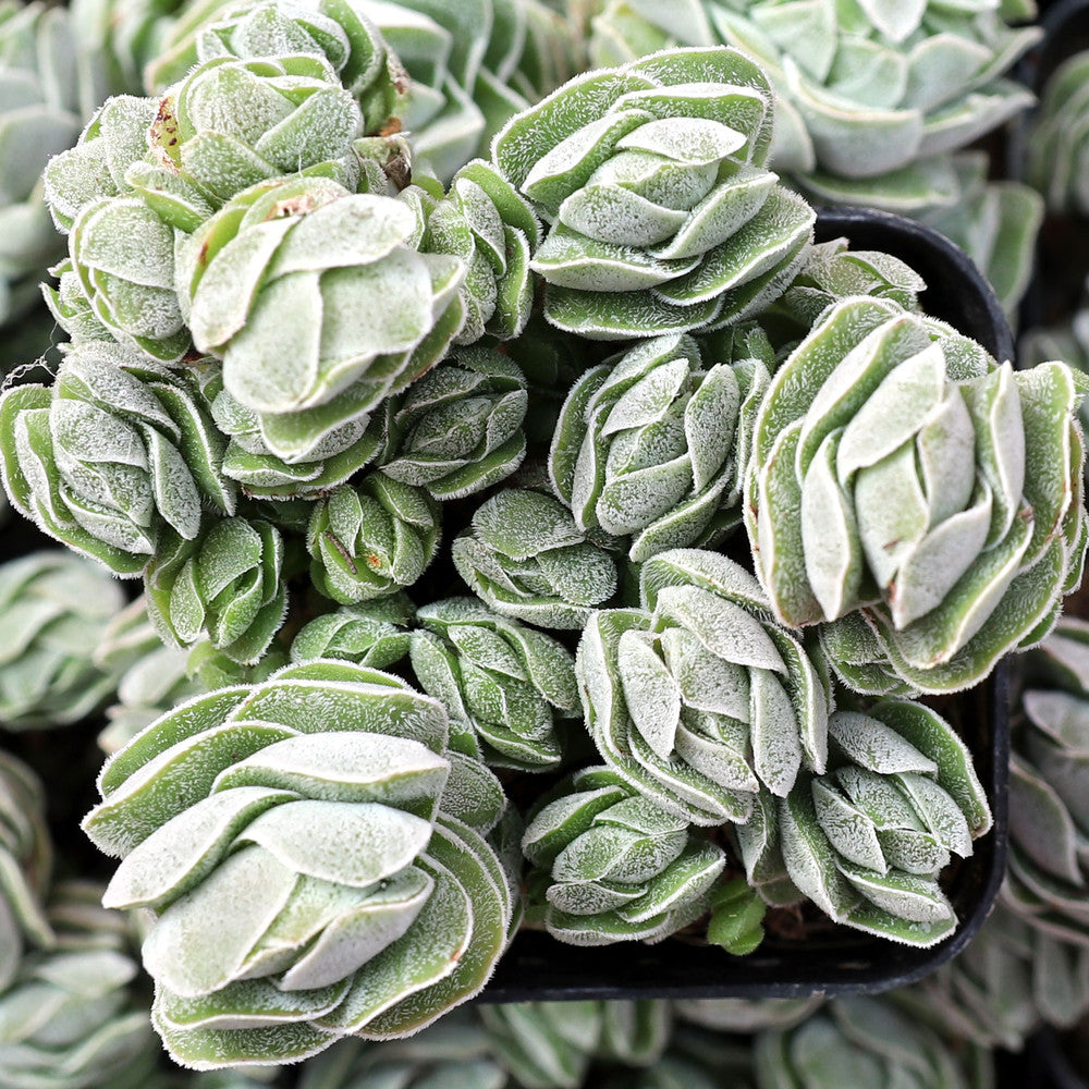 Crassula 'Ivory Pagoda'