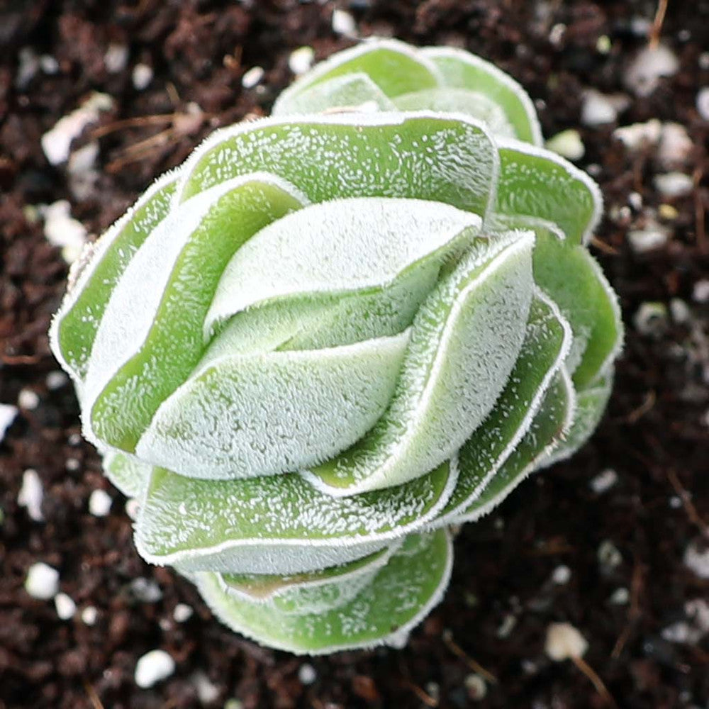 Crassula 'Ivory Pagoda'