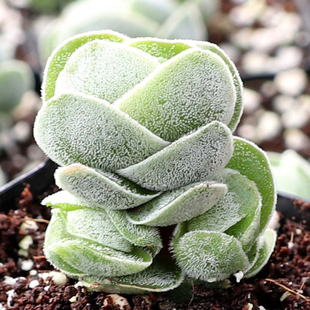 Crassula 'Ivory Pagoda'