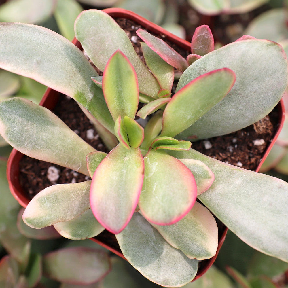 Crassula platyphylla f. variegata