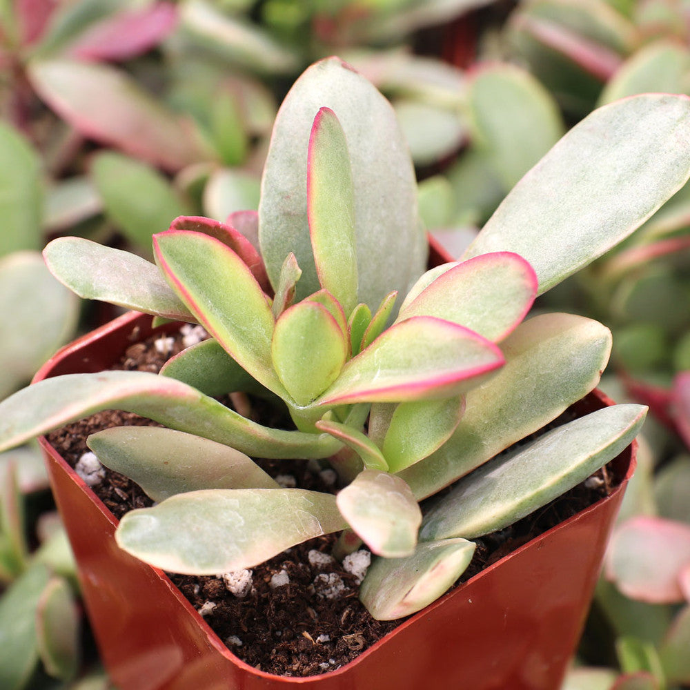 Crassula platyphylla f. variegata
