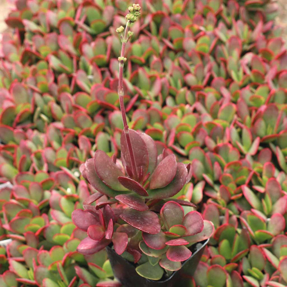 Crassula platyphylla f. variegata