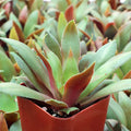 Crassula orbicularis var. rosularis