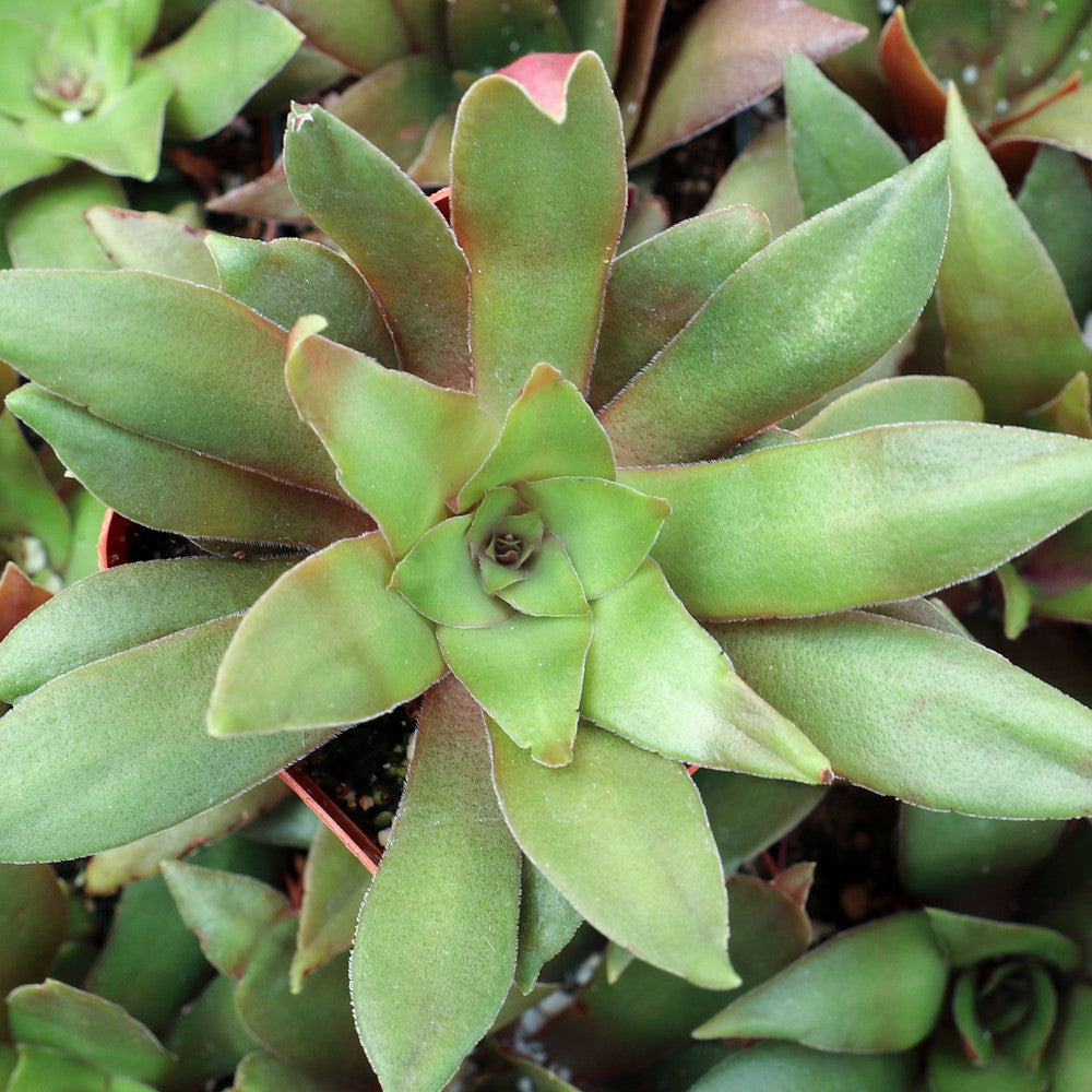 Crassula orbicularis var. rosularis
