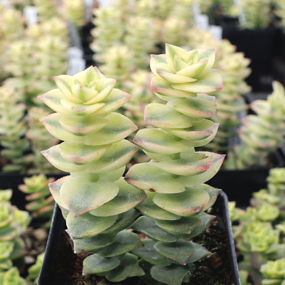 Crassula perforata f. variegata - Variegated String of Buttons