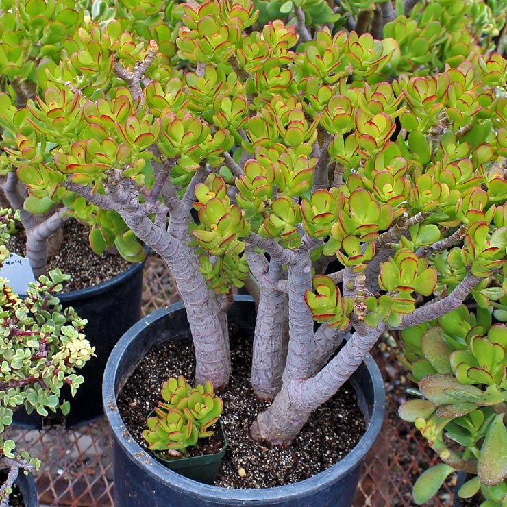 Crassula ovata 'Baby Jade'