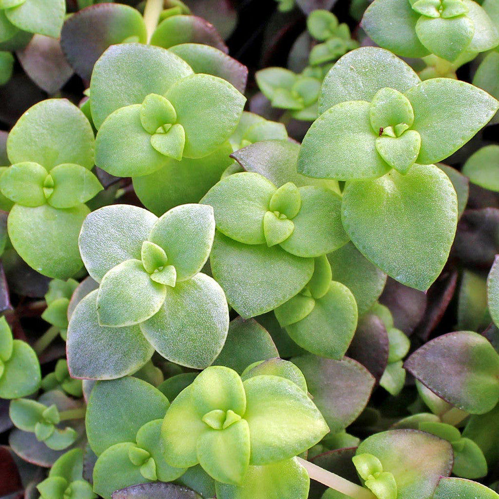 Crassula pellucida ssp. marginalis f. rubra