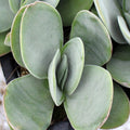 Crassula cotyledonis
