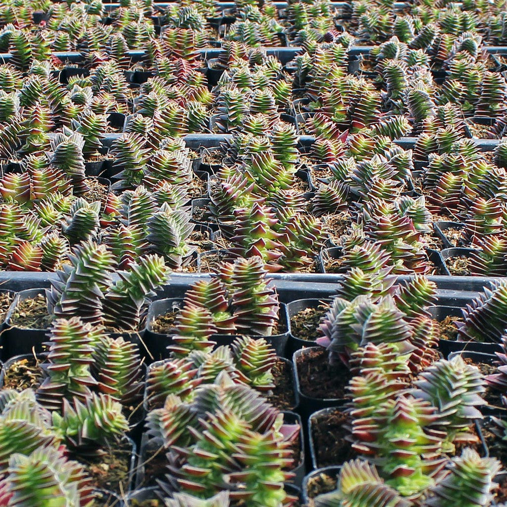 Crassula capitella ssp. thyrsiflora - Pagoda Village