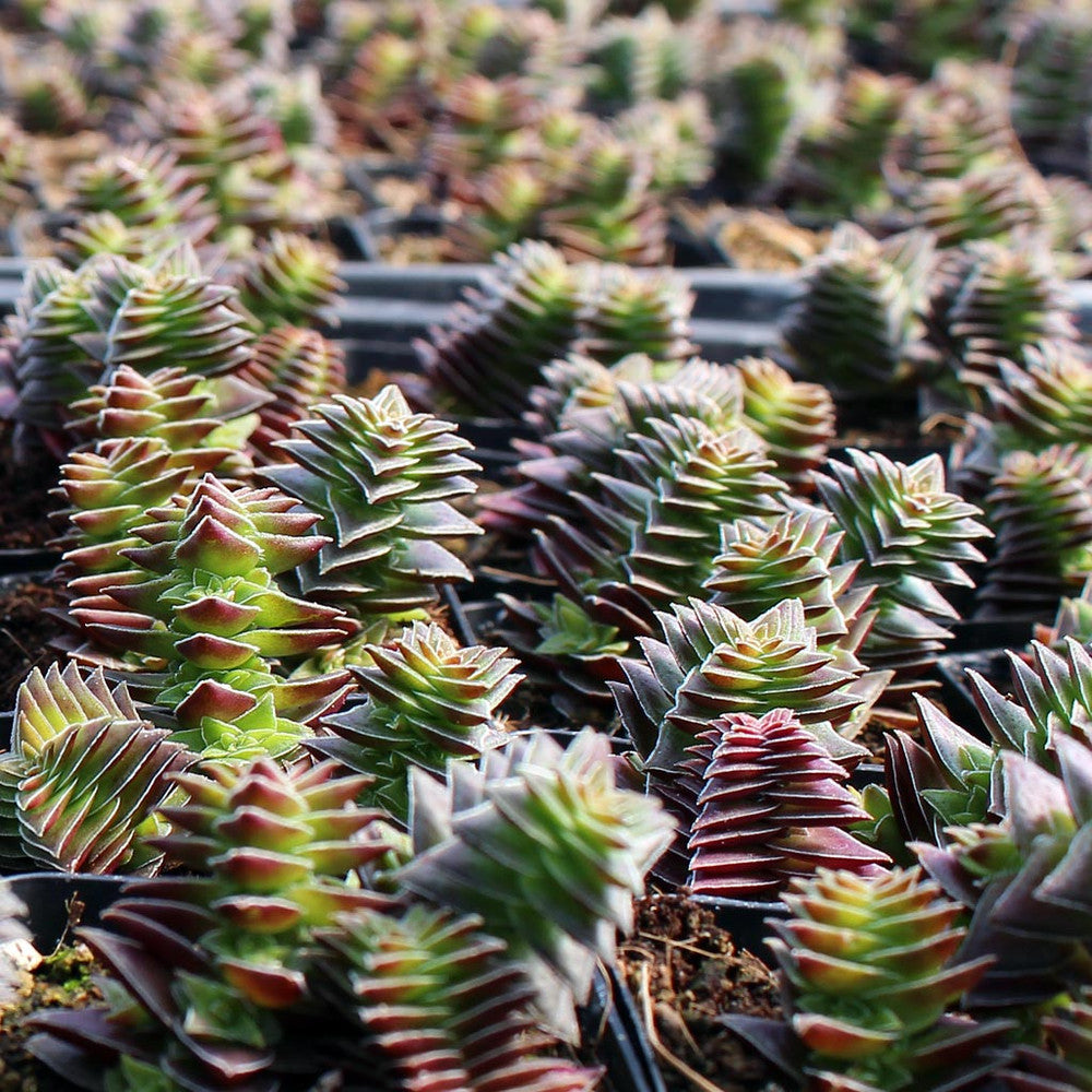 Crassula capitella ssp. thyrsiflora - Pagoda Village