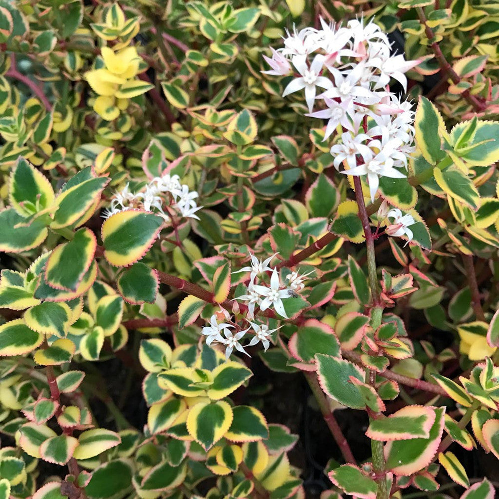 Crassula sarmentosa f. variegata