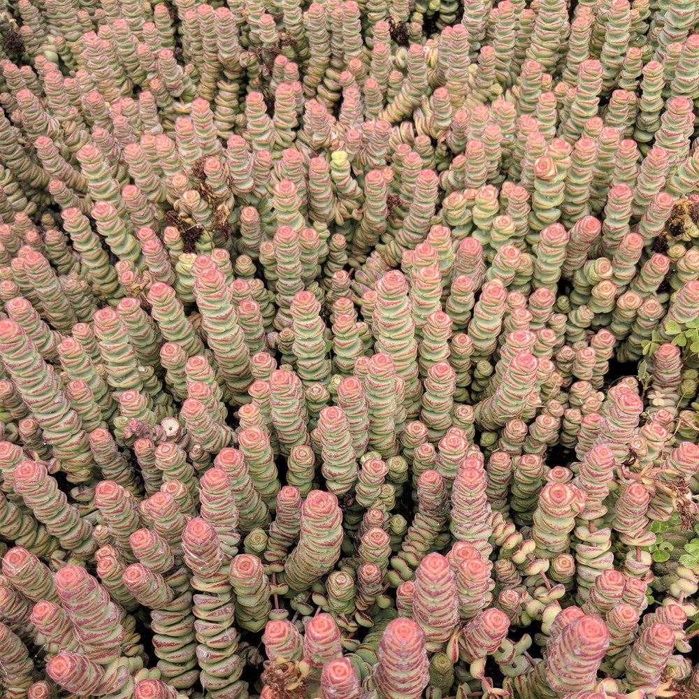 Crassula 'Baby's Necklace'