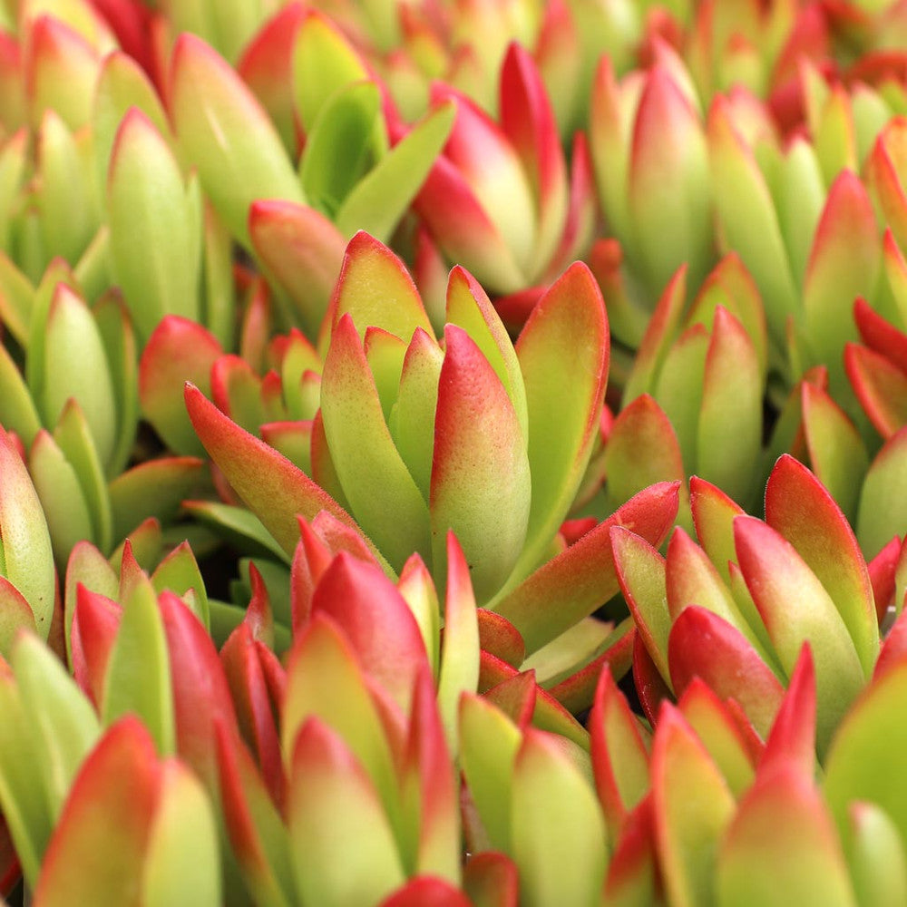 Crassula capitella 'Campfire'