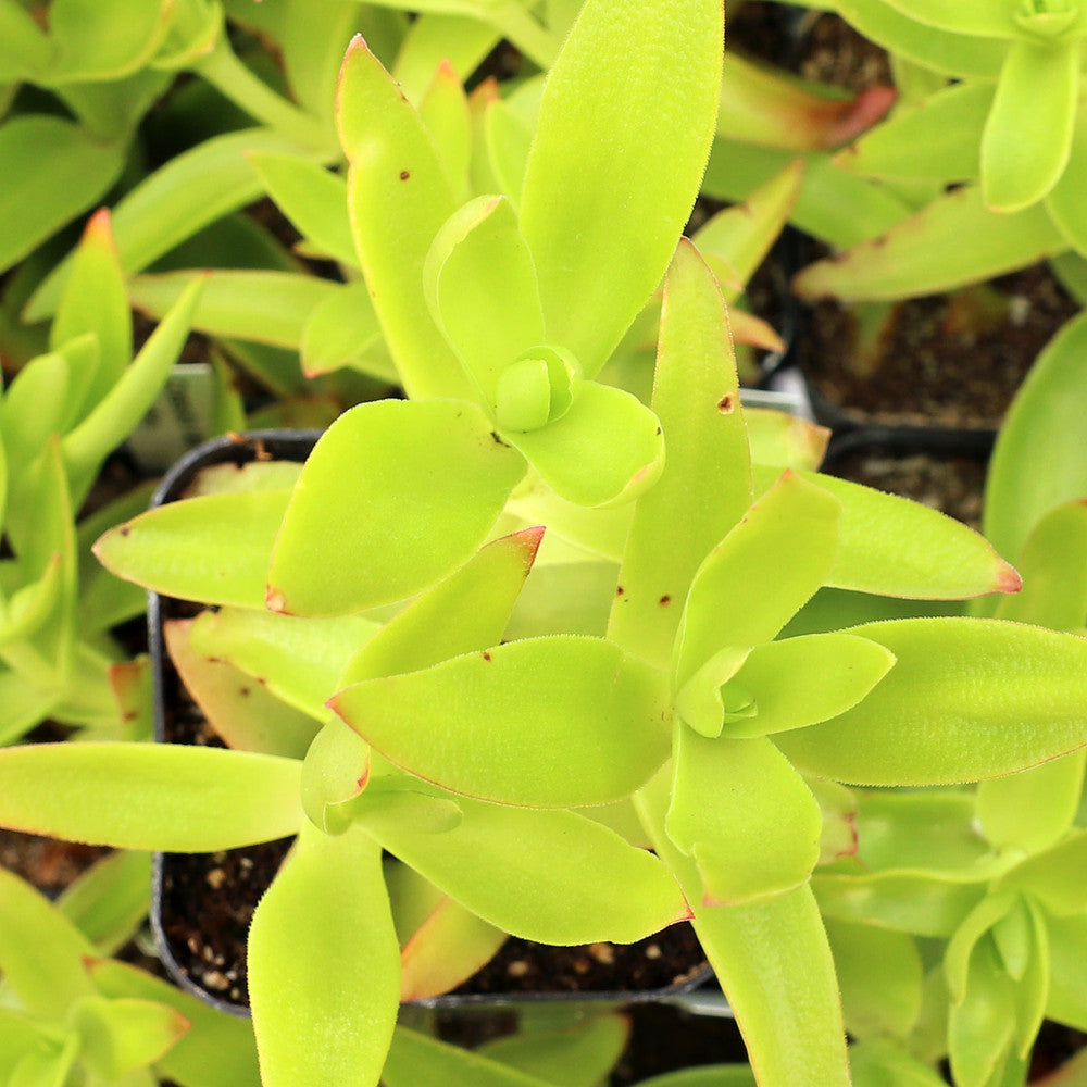 Crassula capitella 'Campfire'