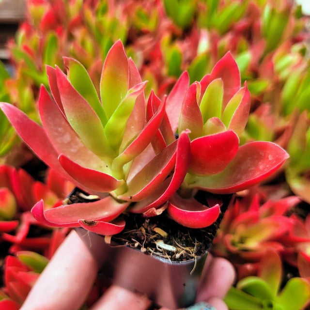 Crassula capitella 'Campfire'