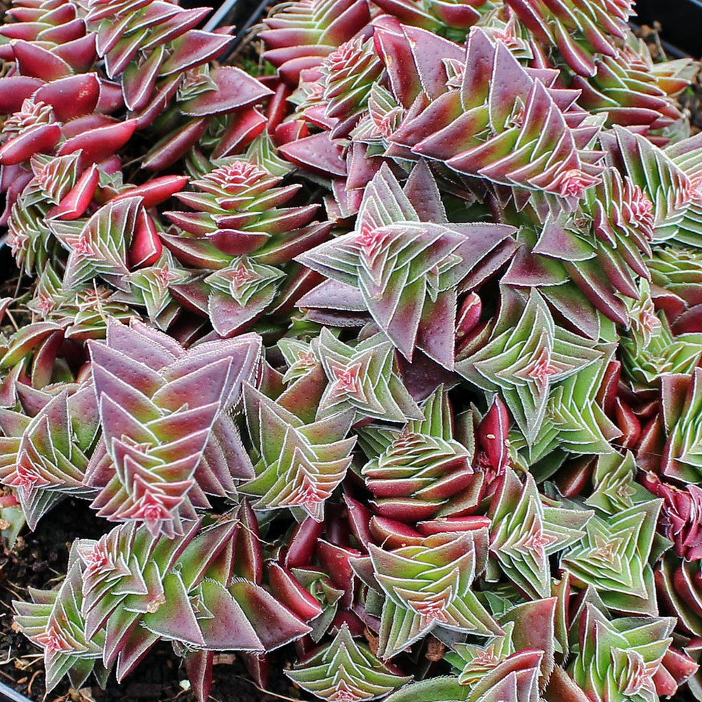 Crassula capitella ssp. thyrsiflora - Pagoda Village