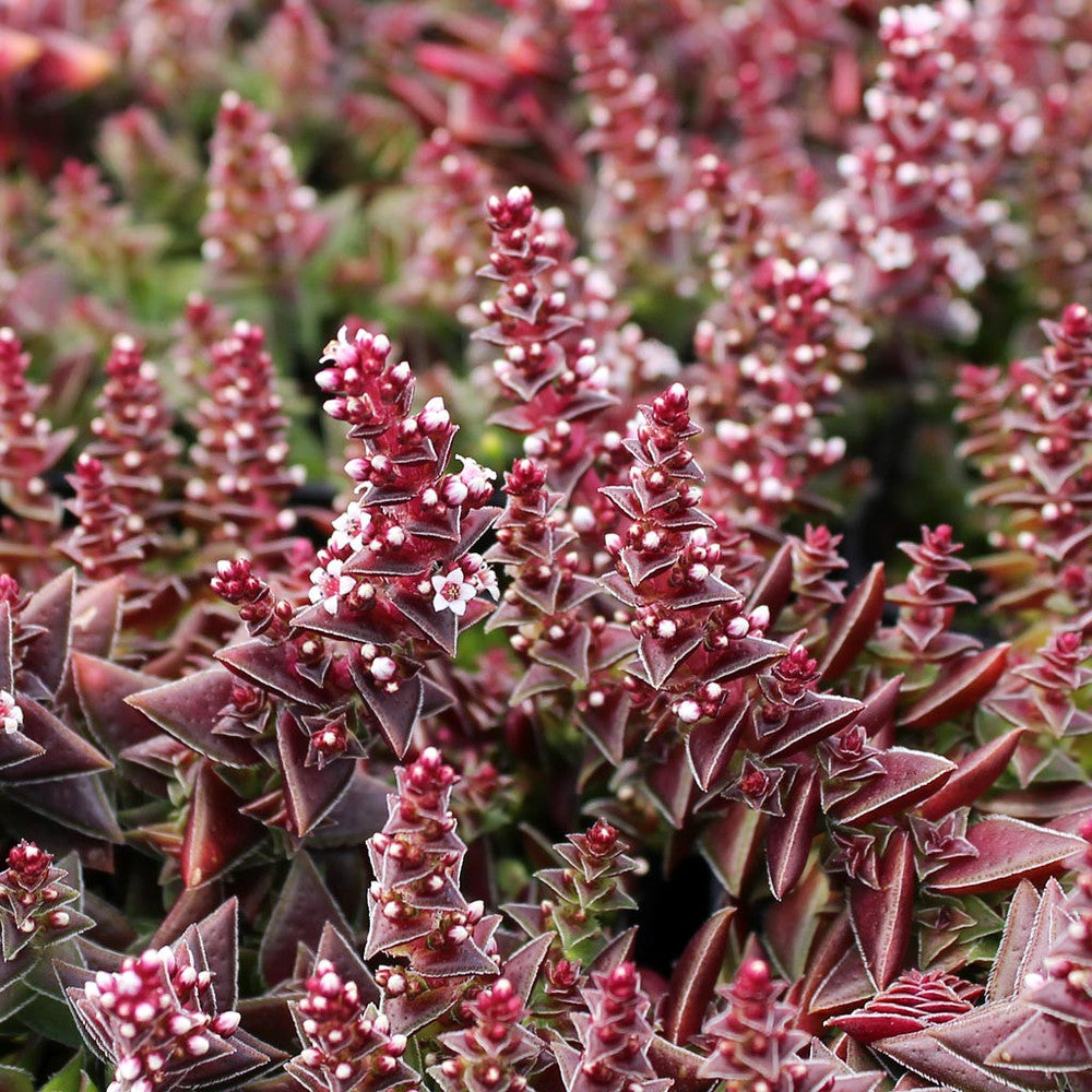 Crassula capitella ssp. thyrsiflora - Pagoda Village