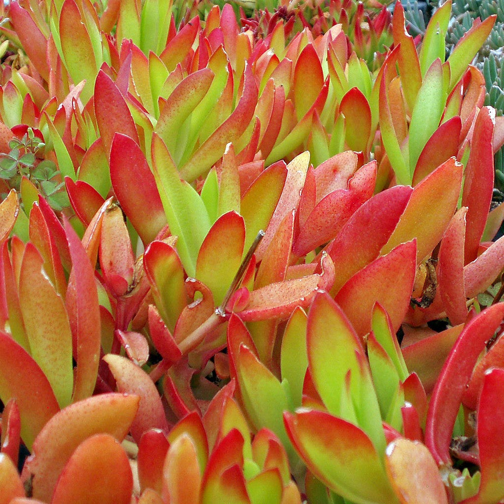 Crassula capitella 'Campfire'