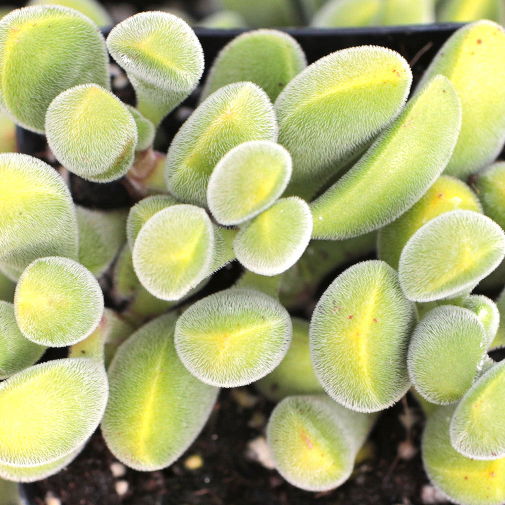 Crassula rogersii