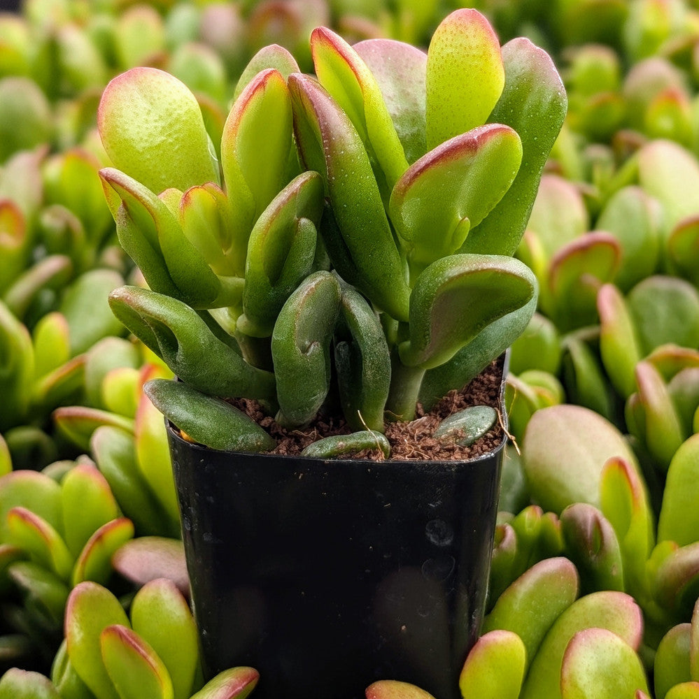 Crassula ovata 'Gandalf' Jade