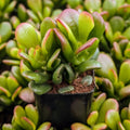 Crassula ovata 'Gandalf' Jade