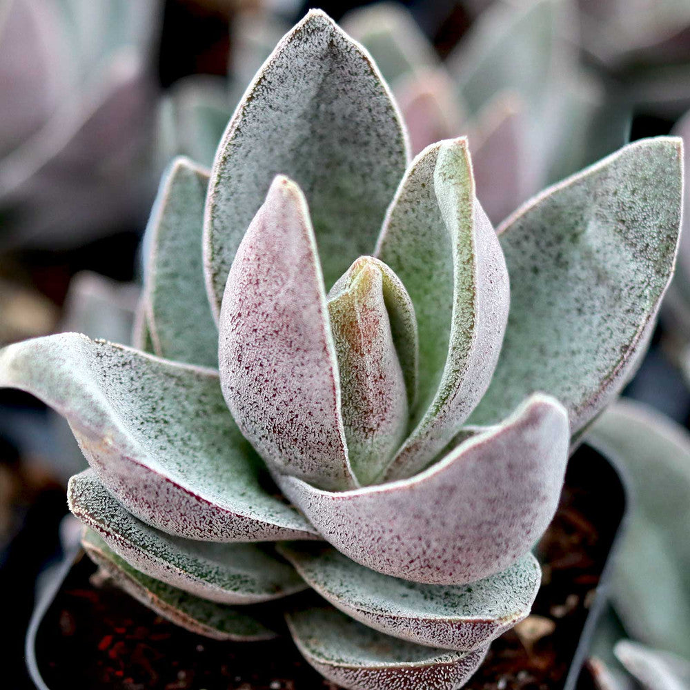Crassula 'Garnet Lotus'