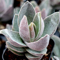 Crassula 'Garnet Lotus'