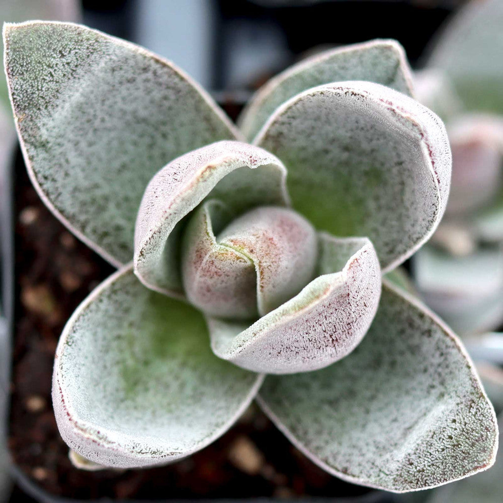 Crassula 'Garnet Lotus'