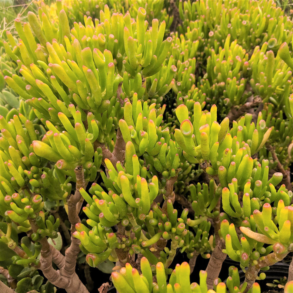 Crassula ovata 'Gollum' Jade