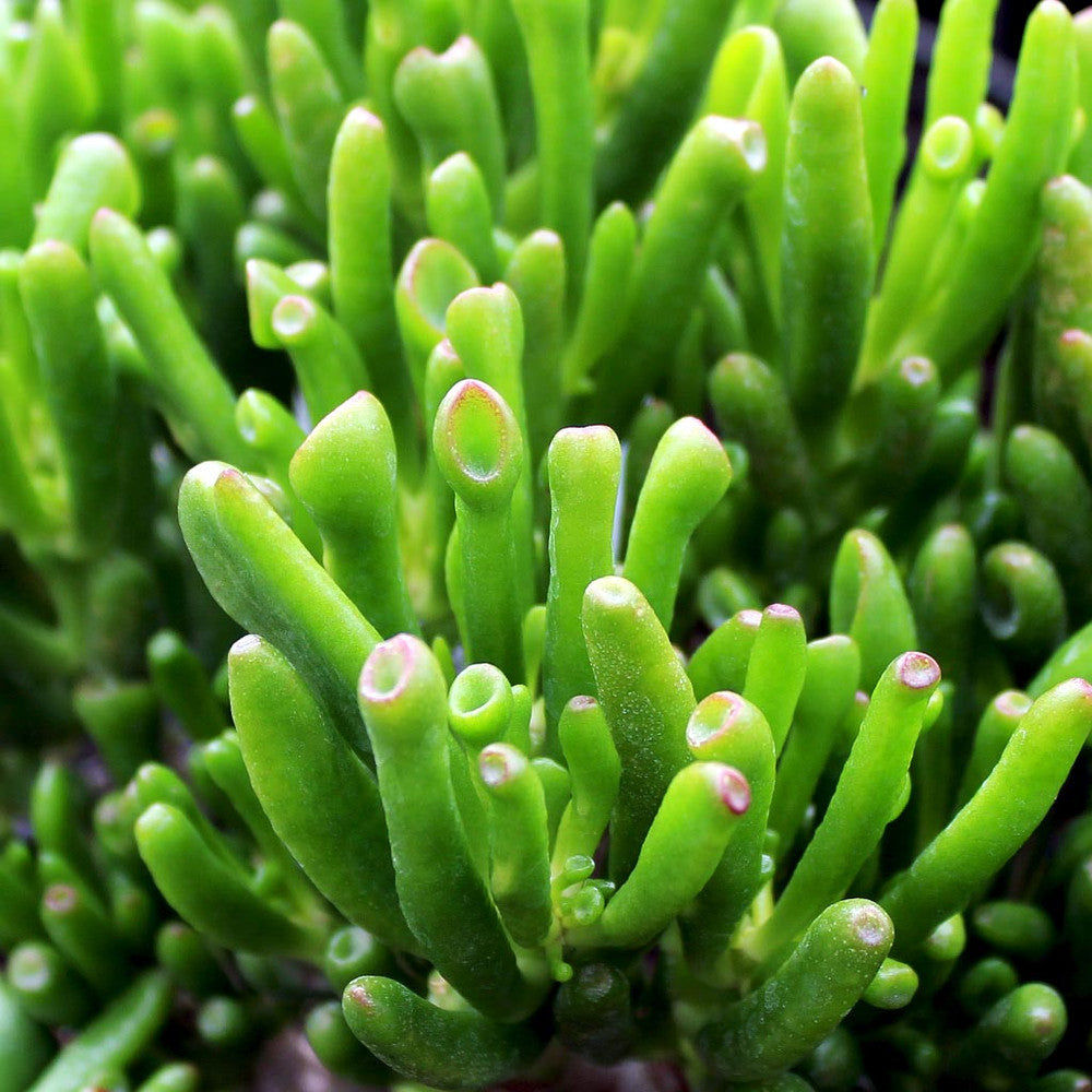 Crassula ovata 'Gollum' Jade [large]