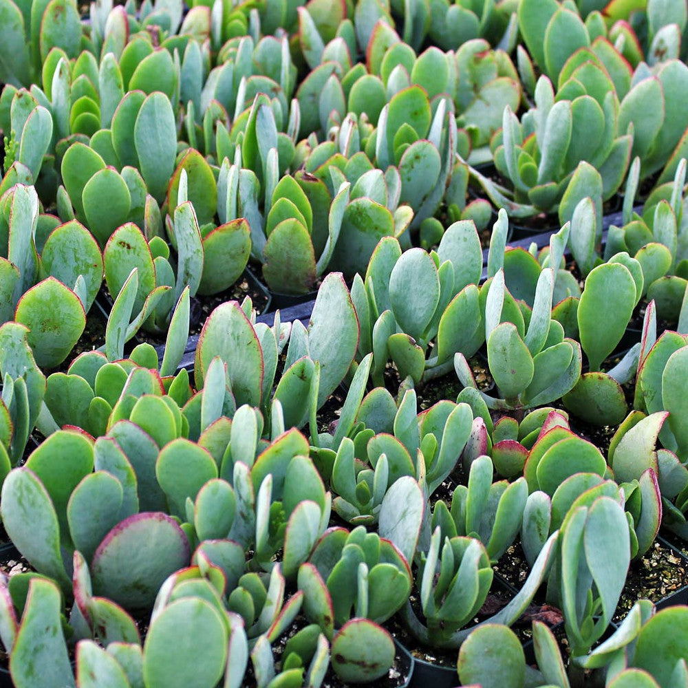 Crassula arborescens 'Blue Hale' Jade