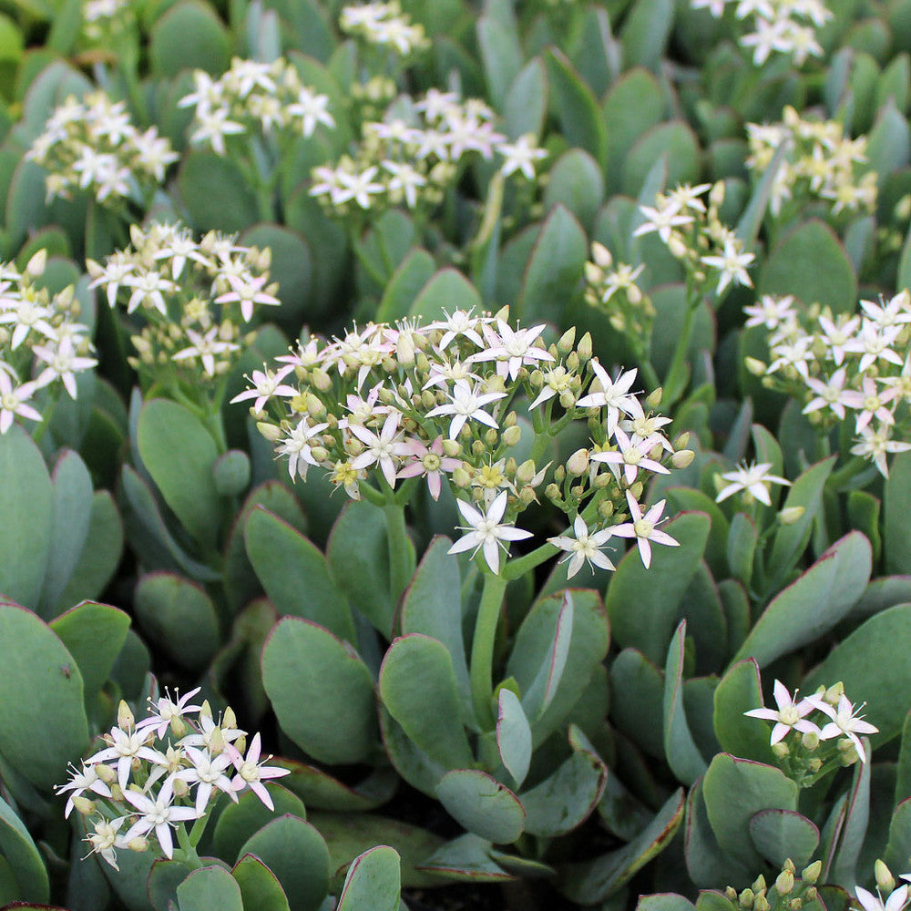 Crassula arborescens 'Blue Hale' Jade