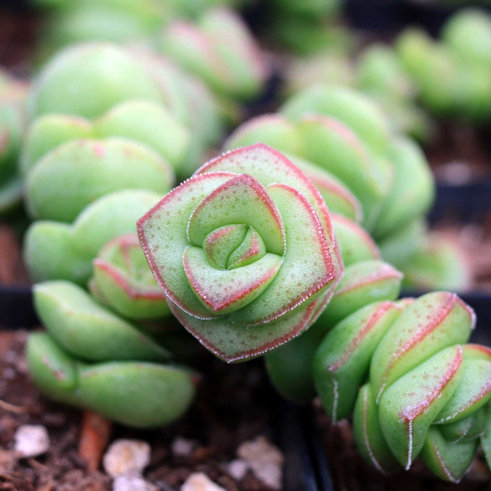 Crassula 'Jade Necklace'