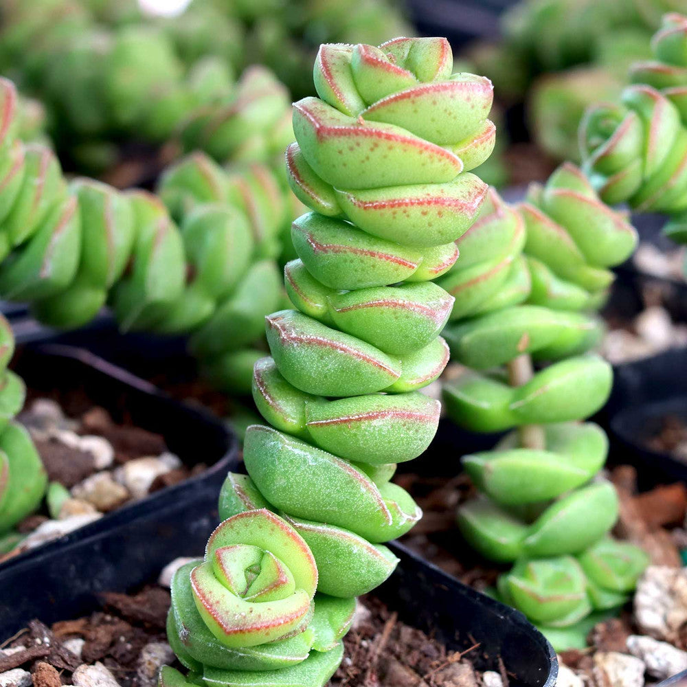 Crassula 'Jade Necklace'