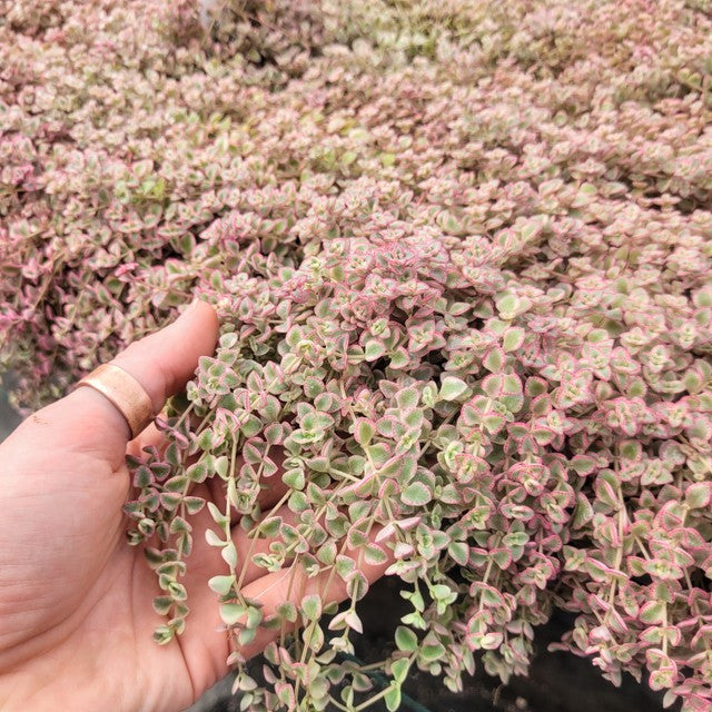 Sedum 'Little Missy'