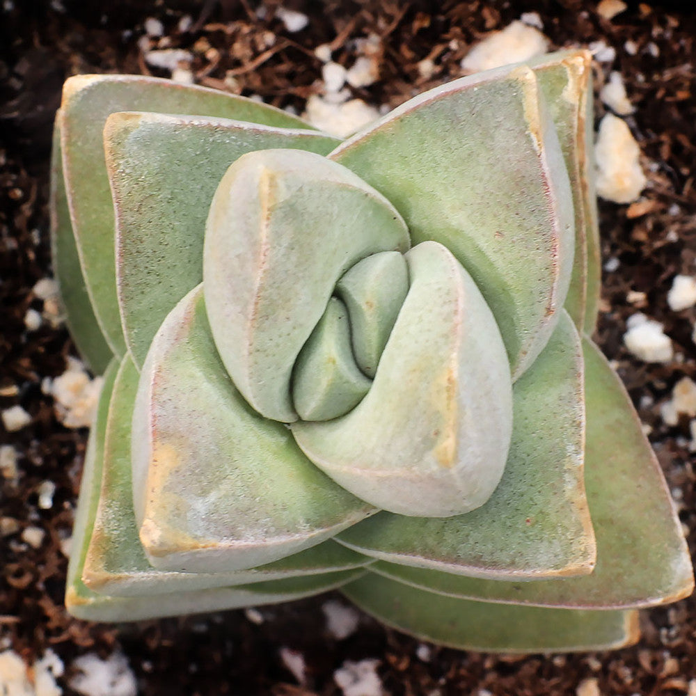 Crassula 'Moonglow'