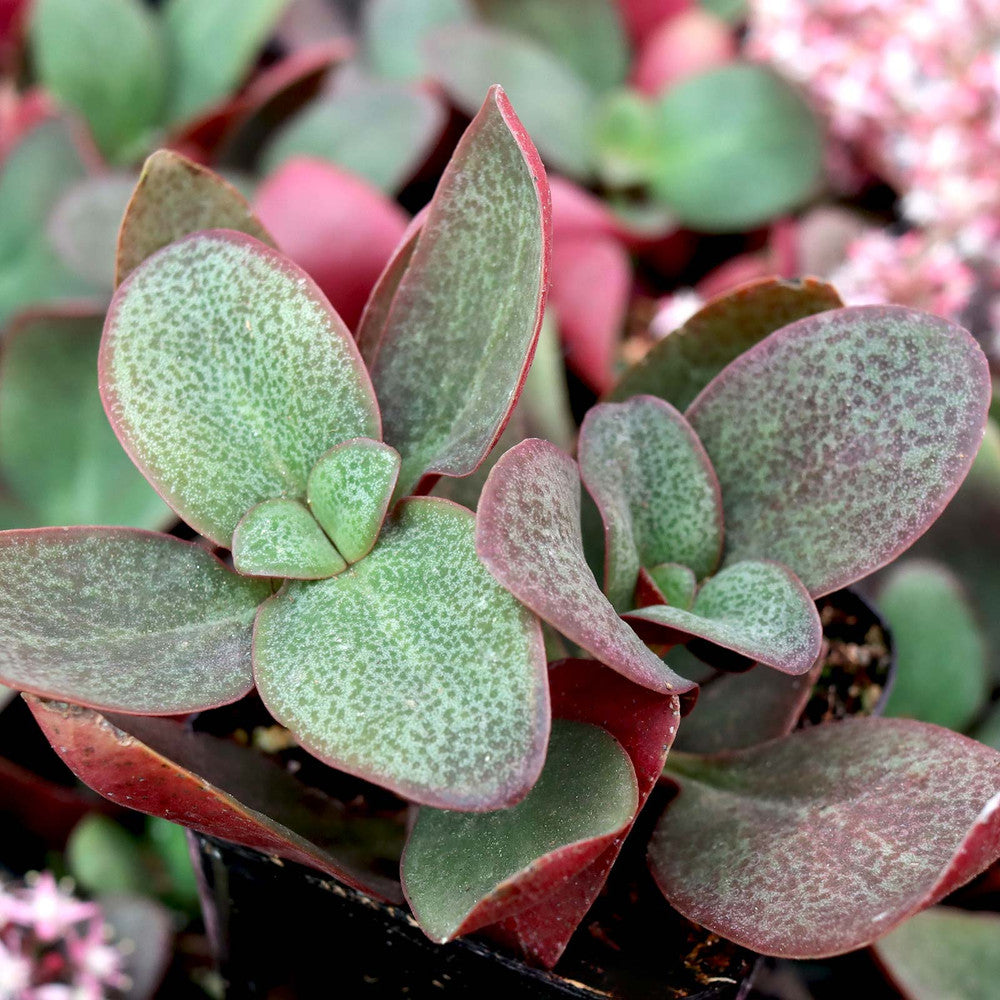 Crassula multicava - Fairy Crassula