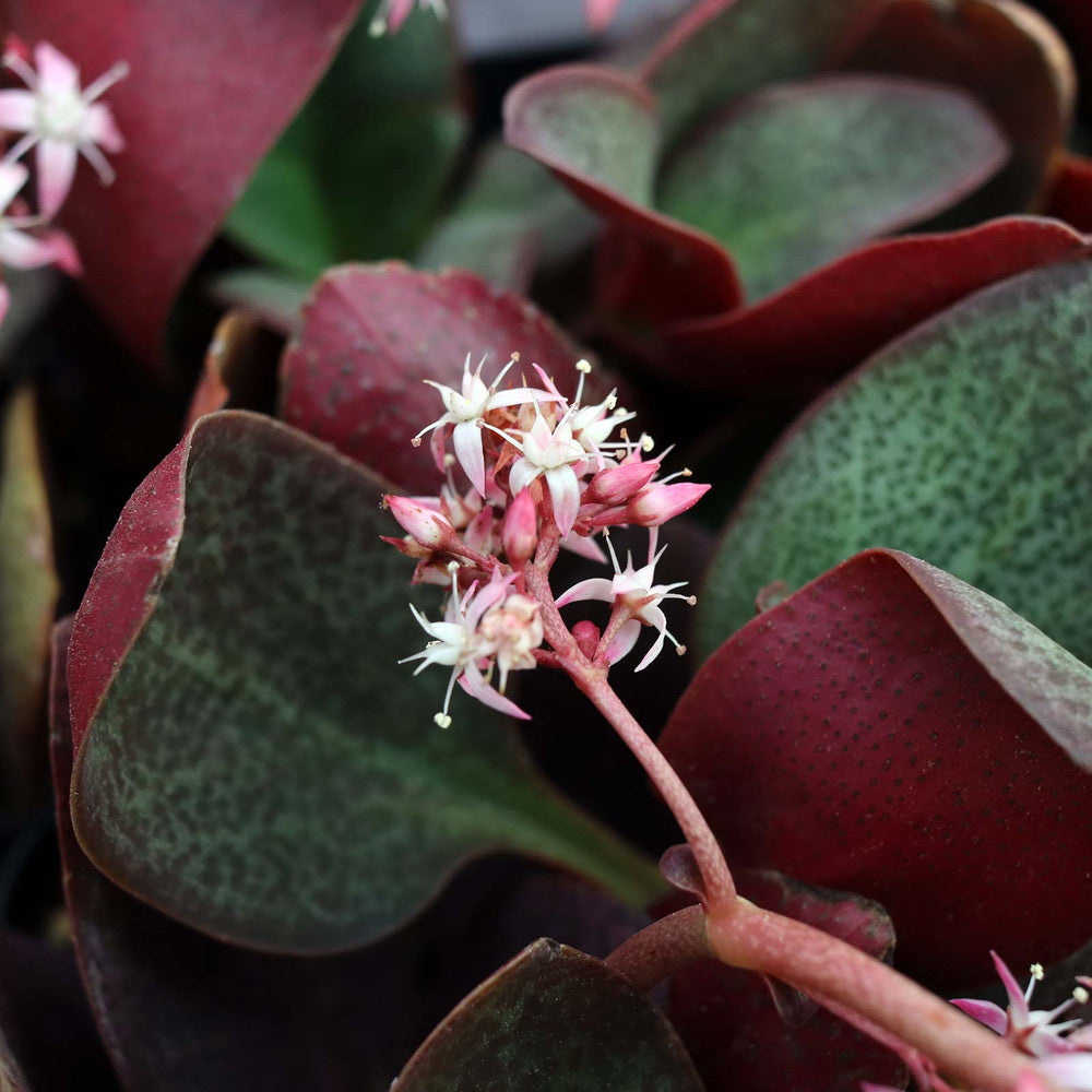 Crassula multicava - Fairy Crassula