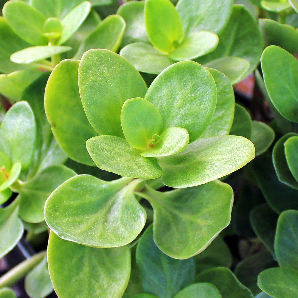 Crassula multicava - Fairy Crassula
