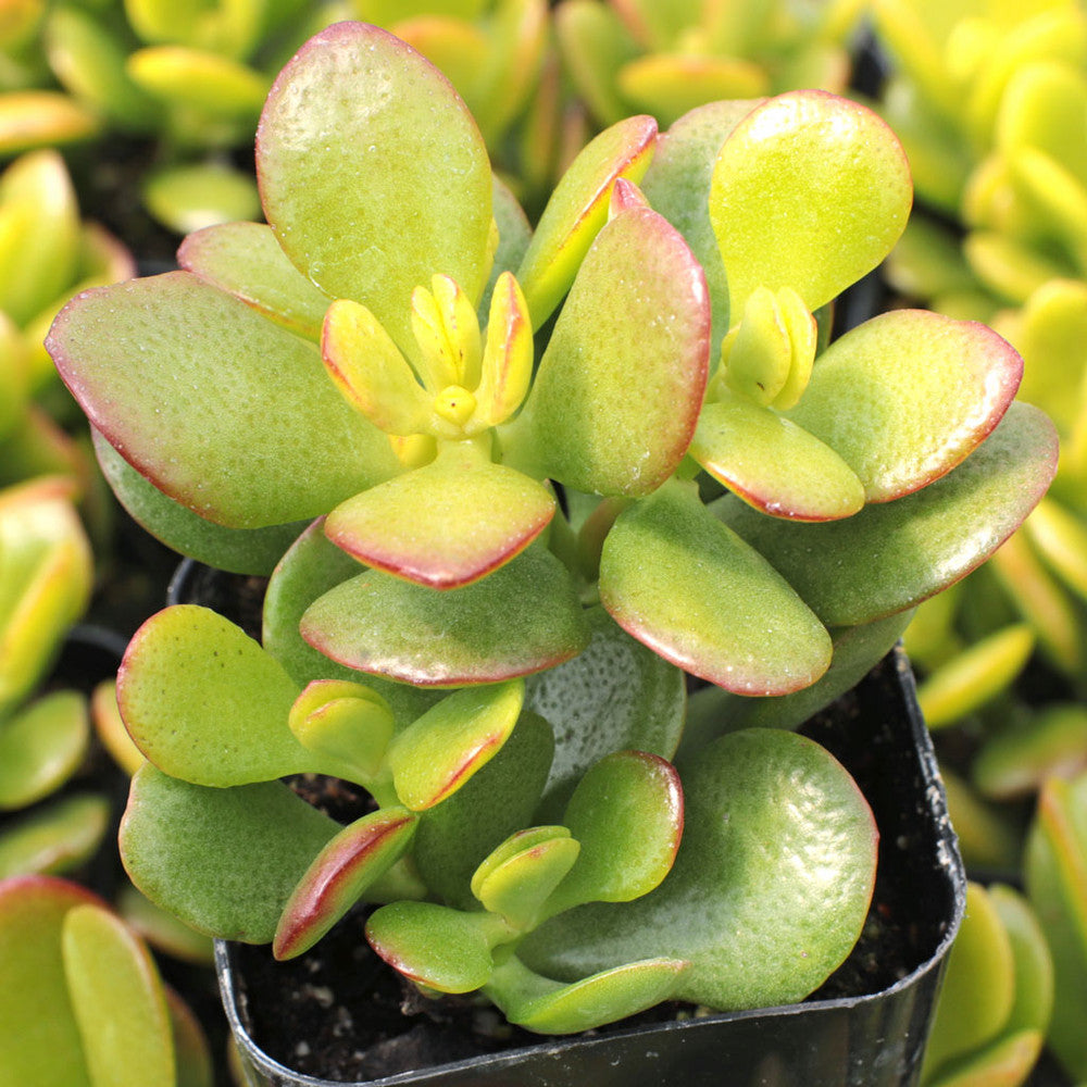 Crassula ovata 'Baby Jade'