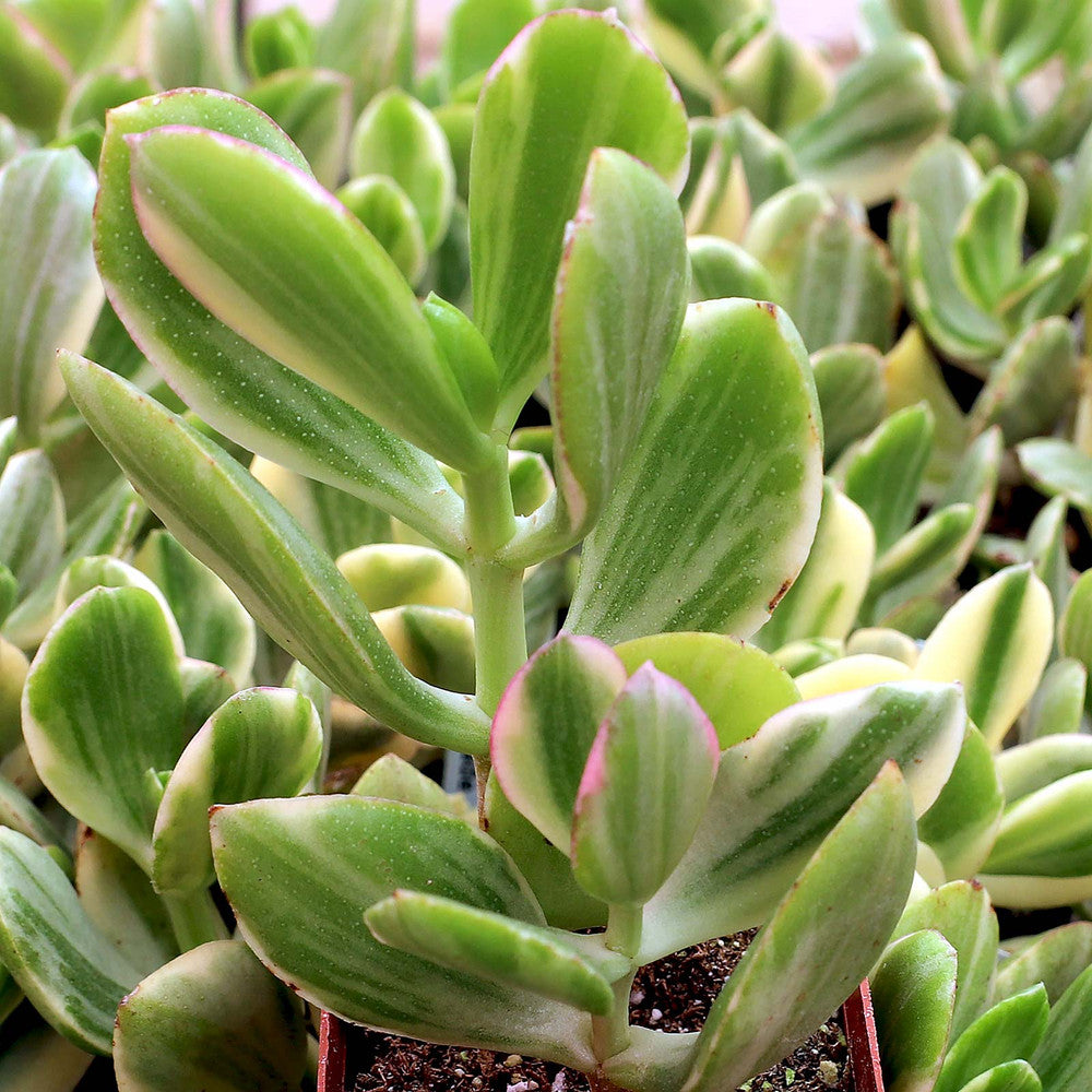 Crassula ovata 'Tricolor' - Jade Plant