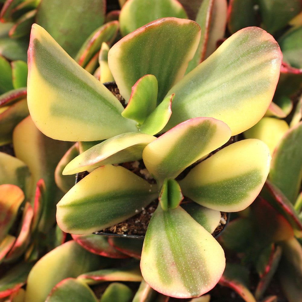 Crassula ovata f. variegata