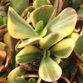 Crassula ovata f. variegata