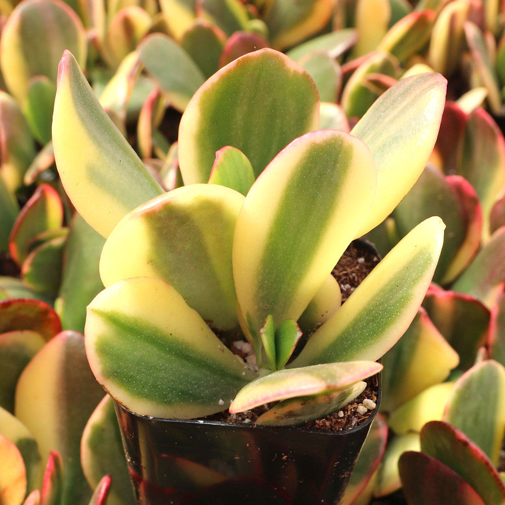 Crassula ovata f. variegata