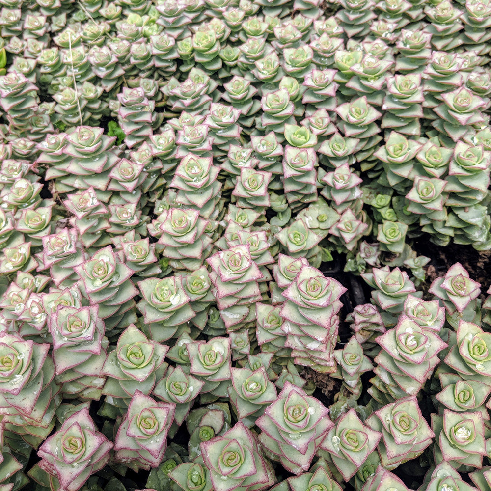 Crassula x perforata - Ivory Towers