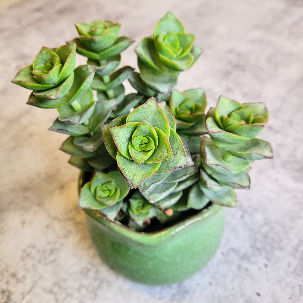 Crassula x perforata - Ivory Towers