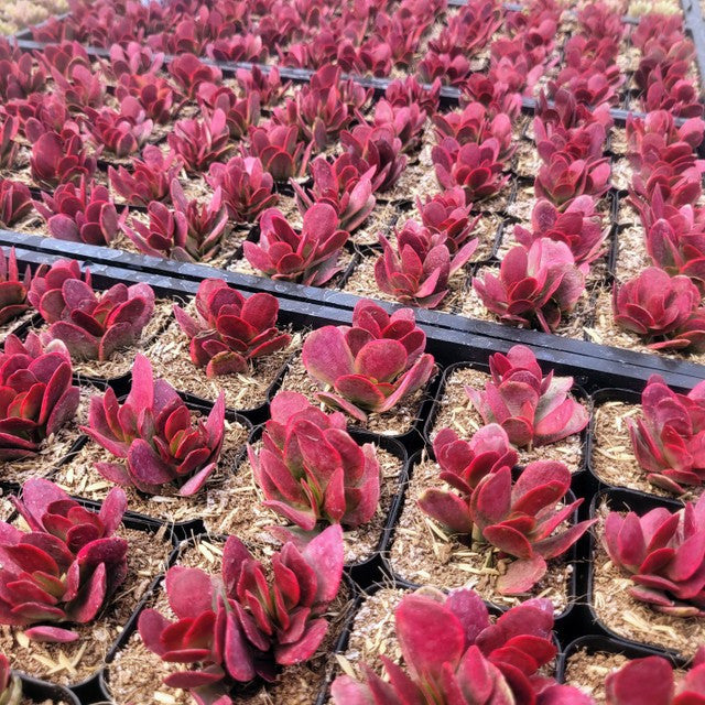Crassula platyphylla f. variegata