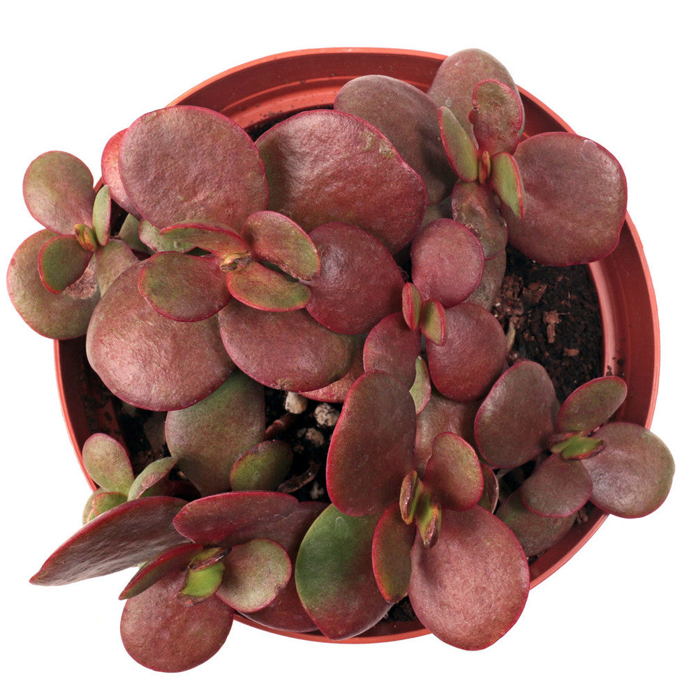 Crassula pubescens ssp. radicans - Large Red Carpet Stonecrop